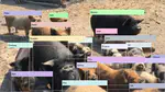 Semi-supervised classification with pairwise constraints: A case study on animal identification from video