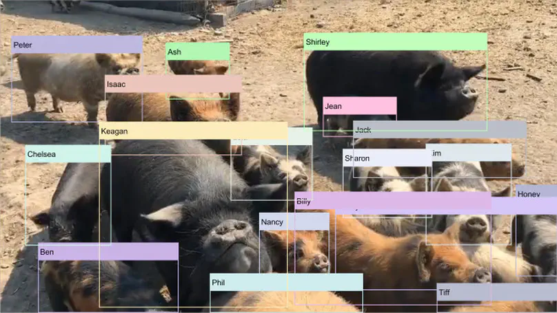 Semi-supervised classification with pairwise constraints: A case study on animal identification from video